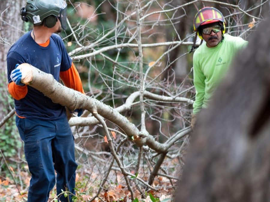 The Homeowner’s Checklist: What to Ask Before Hiring a Tree Service in Western North Carolina