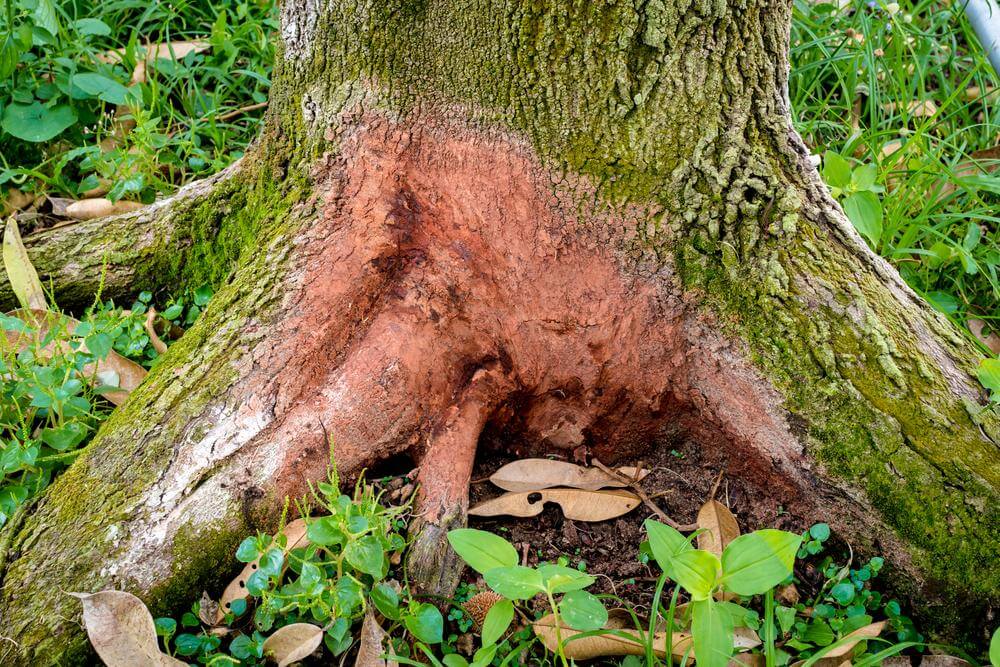 Root Rot vs. Drought Stress: Diagnosing Unhealthy Trees in Western NC Red Clay Soil