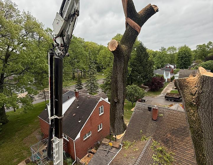 When Is Crane-Assisted Tree Removal Necessary? (And How It Protects Tight Mountain Lots)
