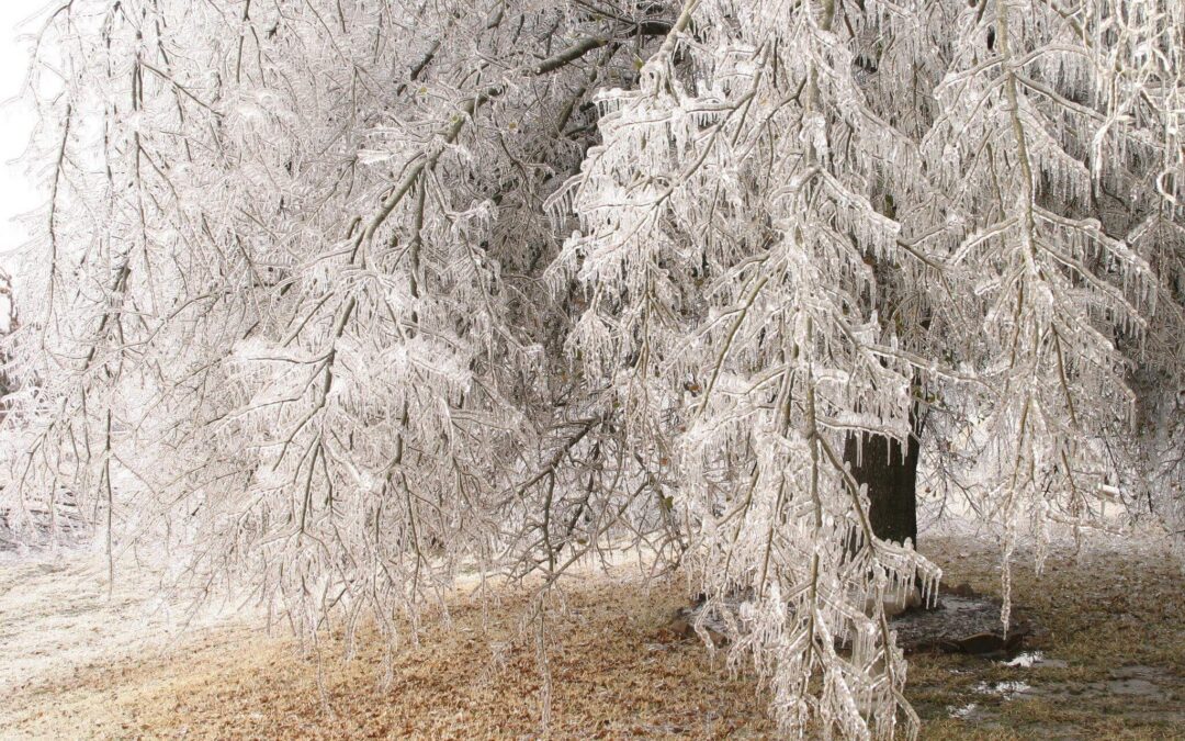 Ice Storm Survival: How Freeze-Thaw Cycles in Western NC Impact Mature Trees