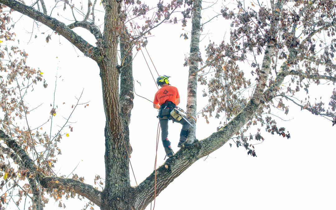 The Importance of Professional Lot and Land Clearing: A Comprehensive Guide