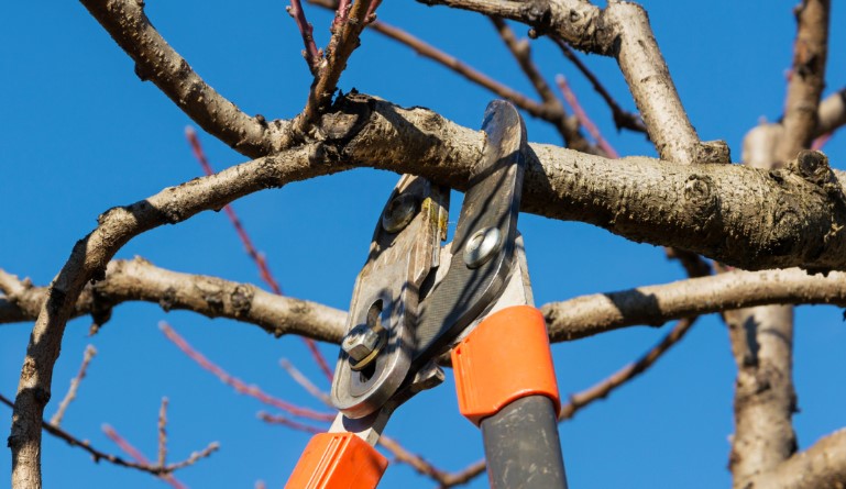 Storm Prep 101: How Tree Cabling and Bracing Can Save Your Home