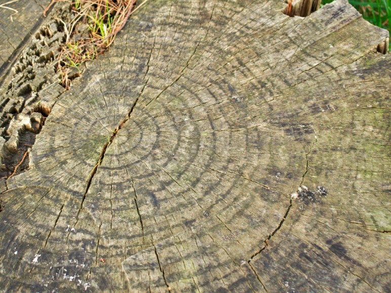 Environmental and Legal Considerations