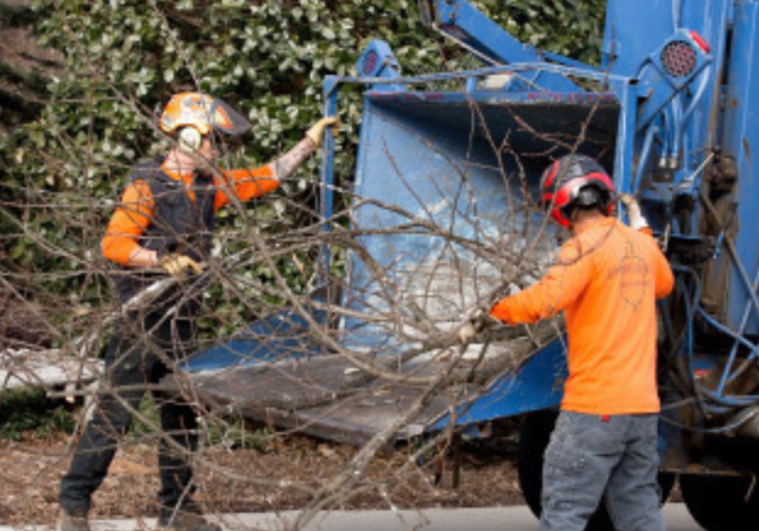 Additional Services- Lot Clearing and Stump Removal