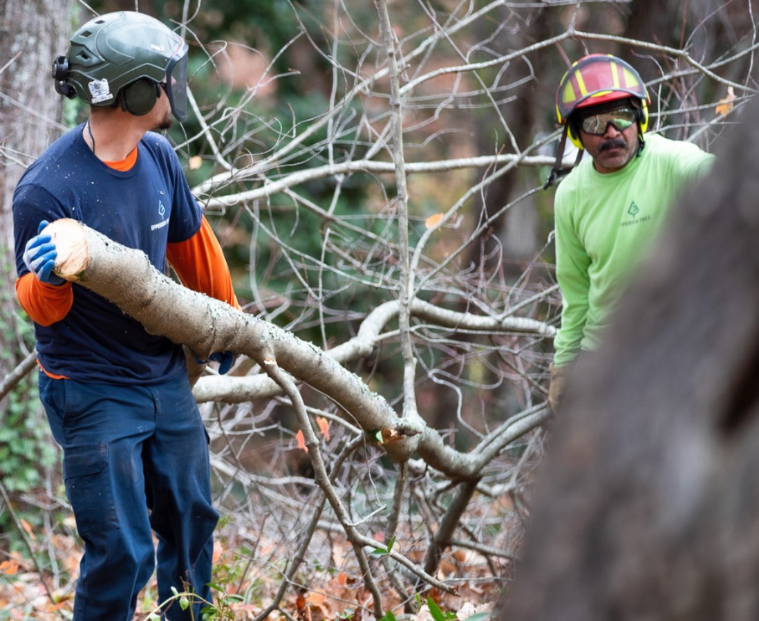 Why Choose Professional Land Clearing Over DIY