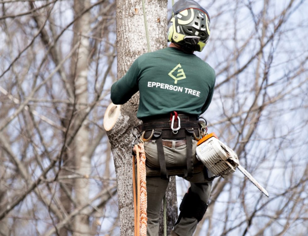 How Professional Tree Trimming Enhances Your Property - Epperson Tree