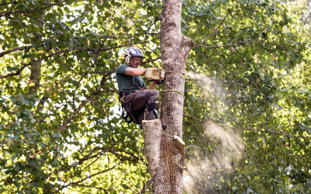 Tree Roots and Your Foundation: How to Prevent Damage Without Losing Your Trees