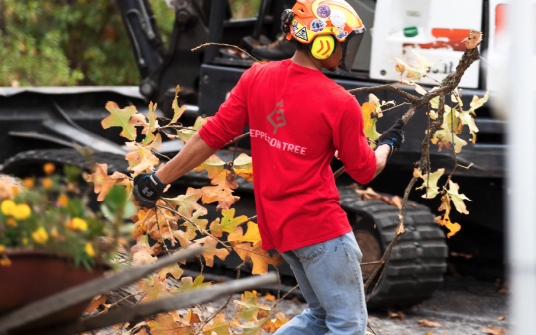Land Clearing vs Tree Removal: When to Choose Each