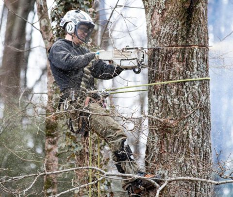 What Is The Cheapest Time Of Year For Tree Removal? - Epperson Tree