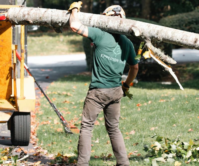 How to Know When It’s Time to Call a Professional Tree Service