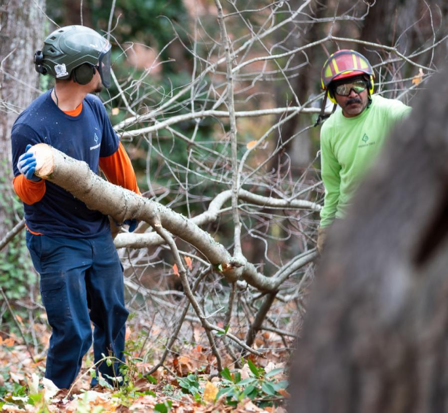 How Do Seasonal Factors Affect Land Clearing In Hendersonville_