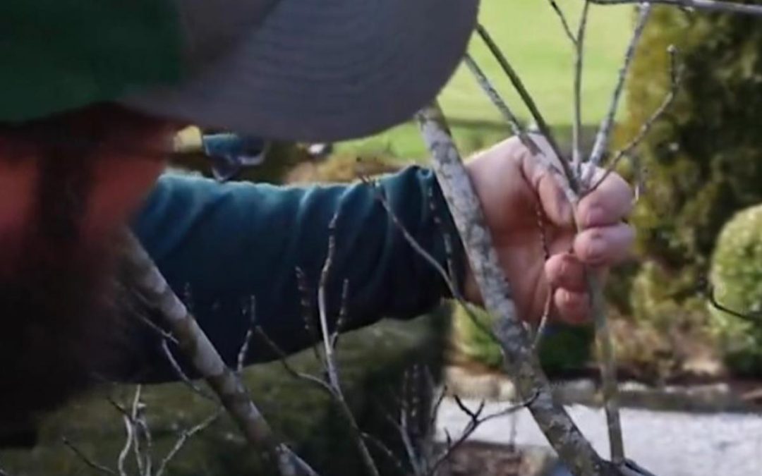 Can Tree Pruning Help A Dying Tree in Hendersonville, NC?