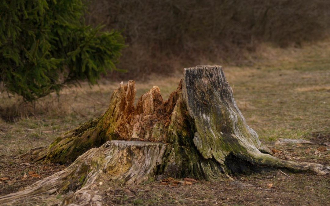 How Responsible Stump Disposal Protects the Environment in Hendersonville, NC