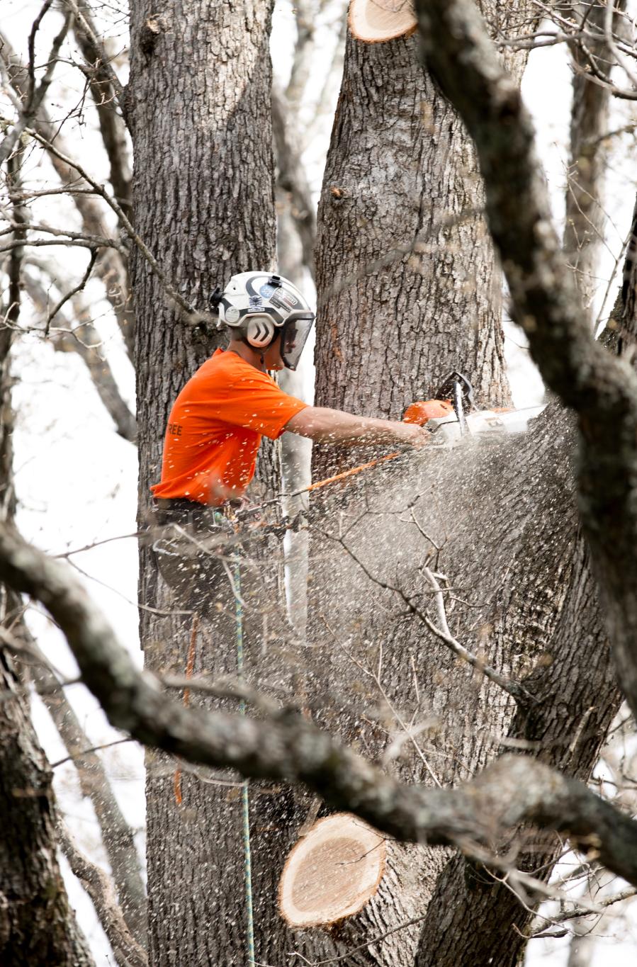 Cutting Tree