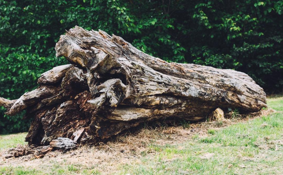 Why Contractors Save Time and Money with Stump Dump Services in Hendersonville, NC