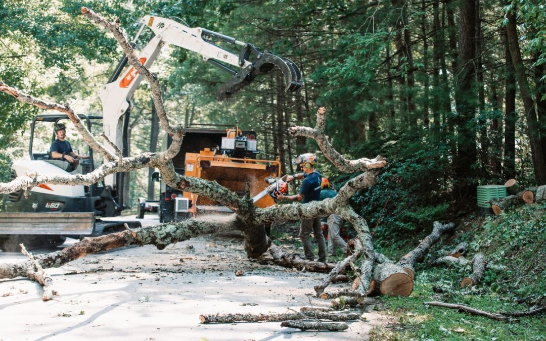 The Hidden Costs of Delaying Tree Removal
