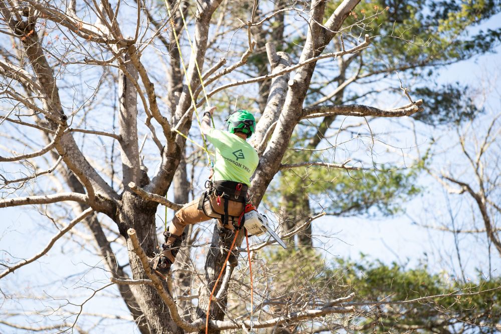 DIY vs. Professional Tree Care: When to Call the Experts in Hendersonville