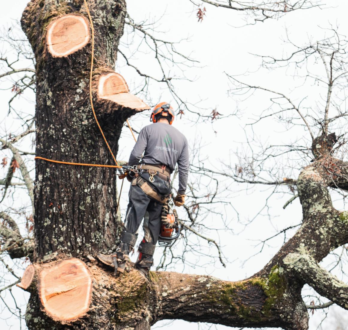 How Do I Know If a Tree Needs to Be Removed or Just Trimmed/Pruned in ...