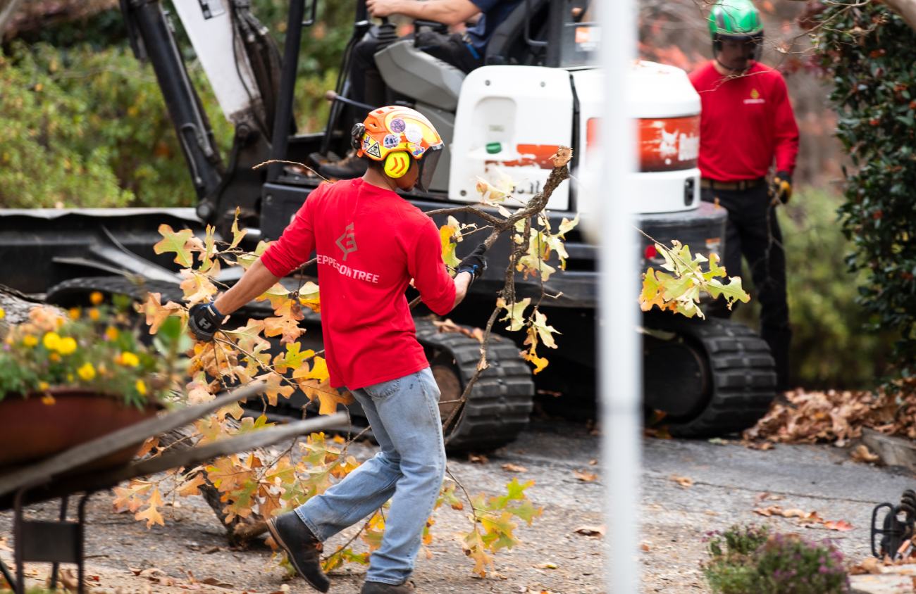 How Professional Tree Pruning Protects Your Hendersonville Property ...