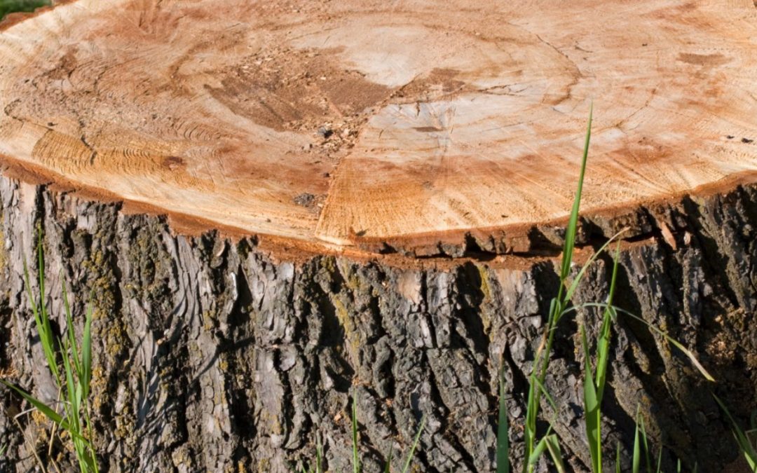 How Do I Dispose Of Tree Stumps In Hendersonville?