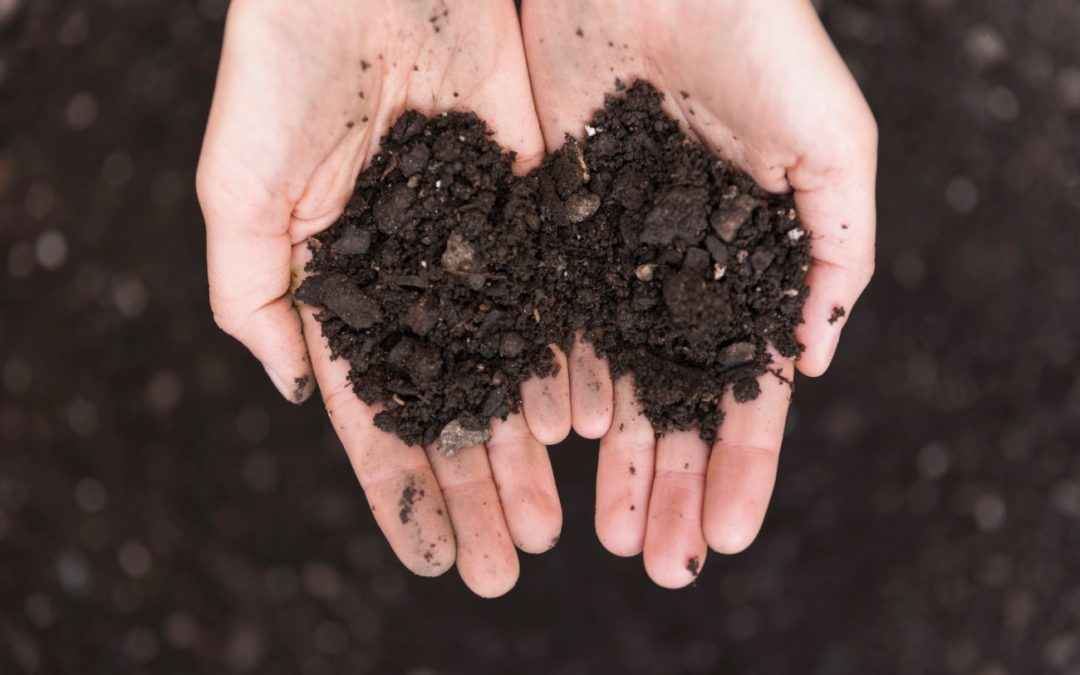 Tree Fertilization vs. Lawn Fertilization: What Hendersonville Homeowners Should Know