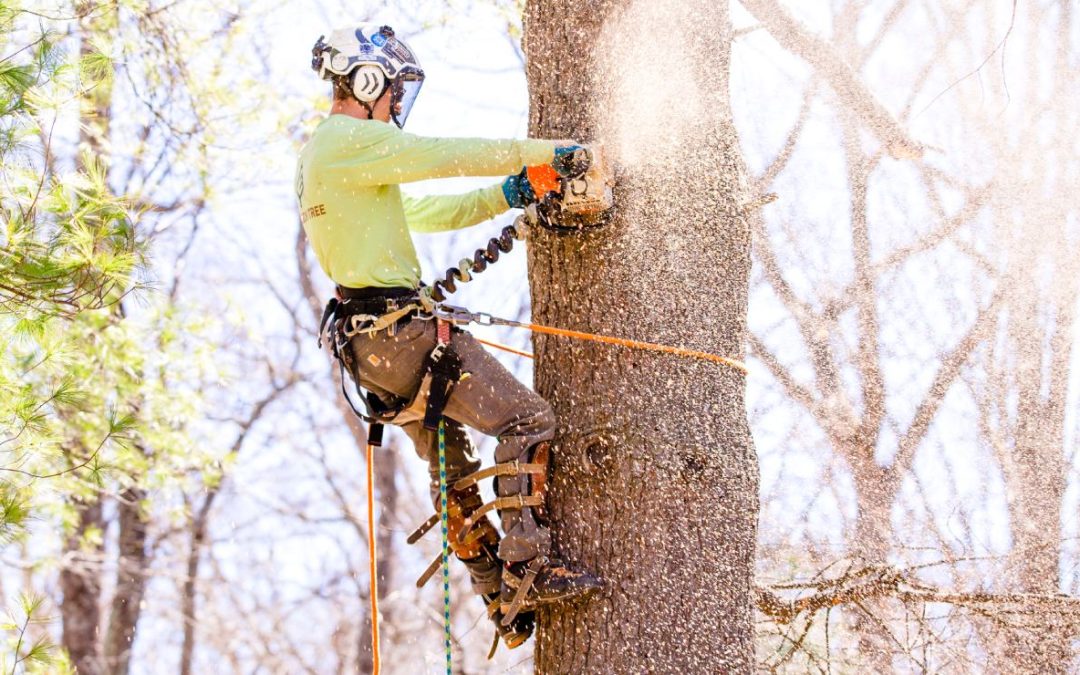 What Qualifies as a Tree Emergency in Hendersonville, NC?