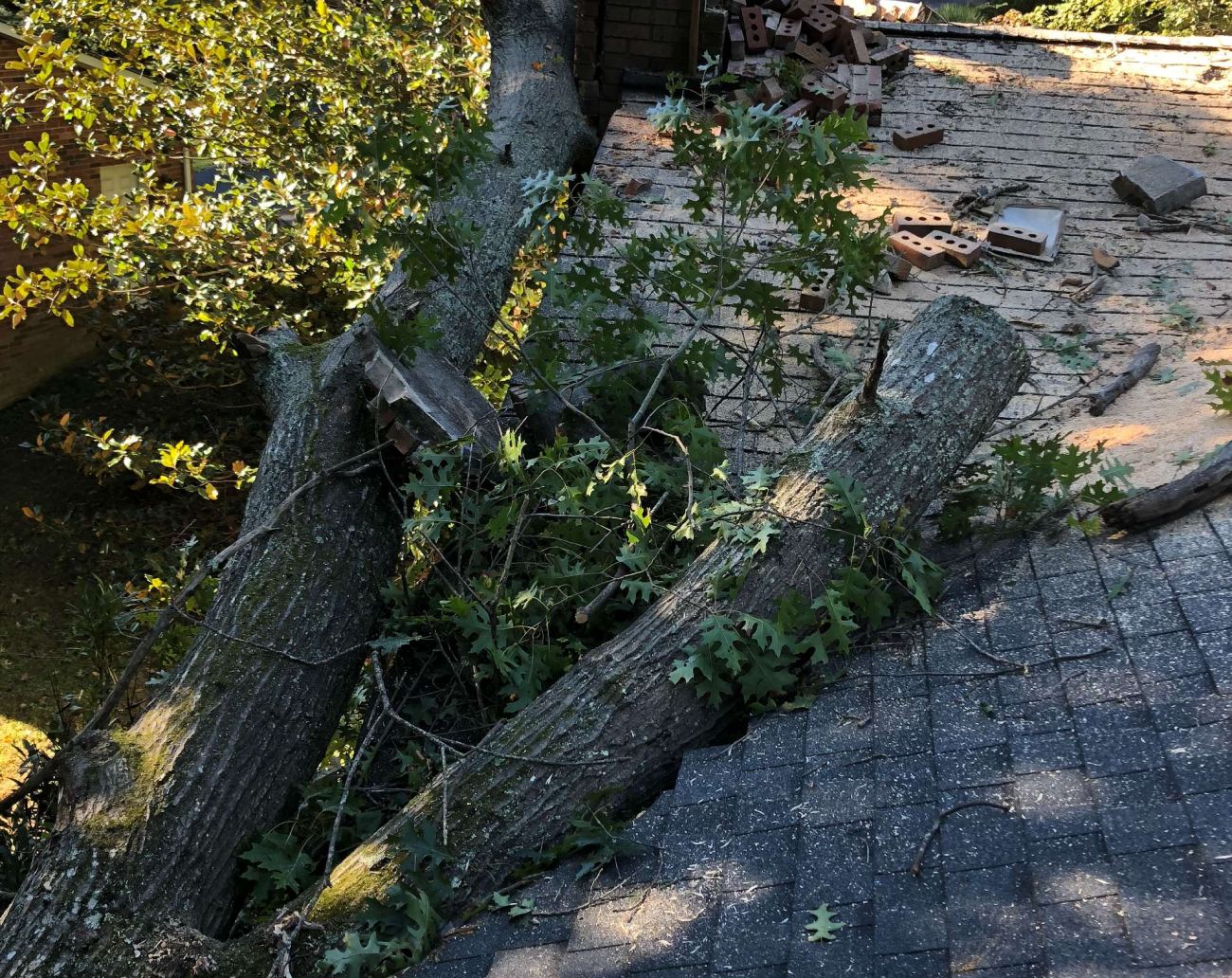 Tree Falls Reverse What to Do Immediately After a Tree Falls on Your Property - Epperson Tree