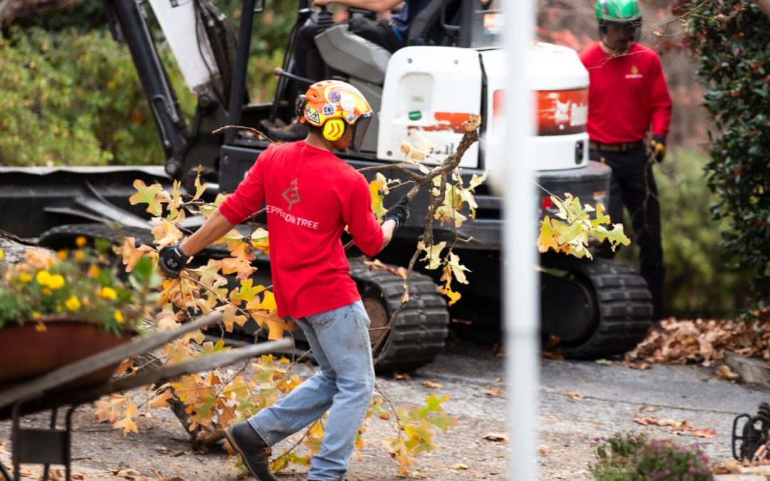 Who Is Responsible for Fallen Trees? Insurance, Neighbors, and Liability Explained