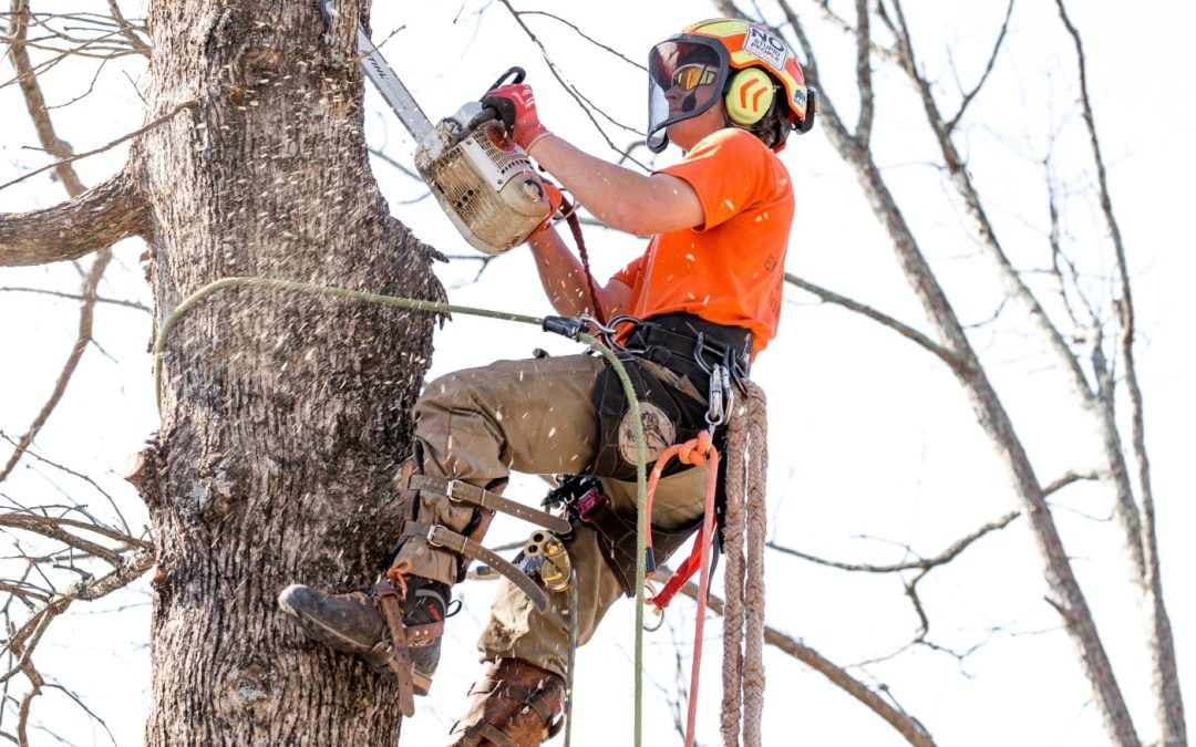 The Dangers of Tree Topping: Why This “Quick Fix” is a Long-Term Risk