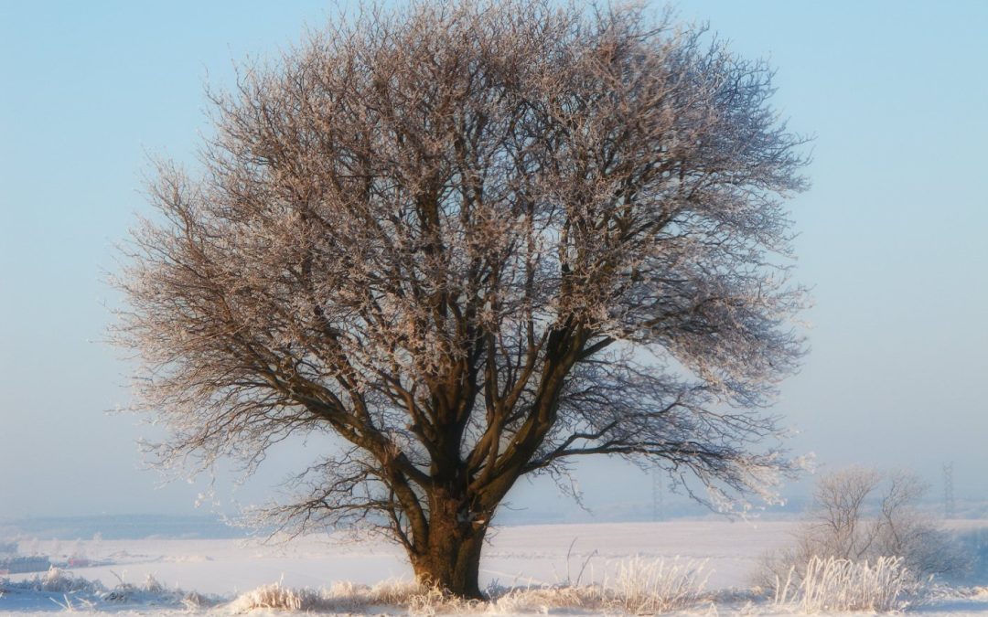 Winterizing Your Trees: How to Prepare Your Landscape for Ice and Heavy Snow