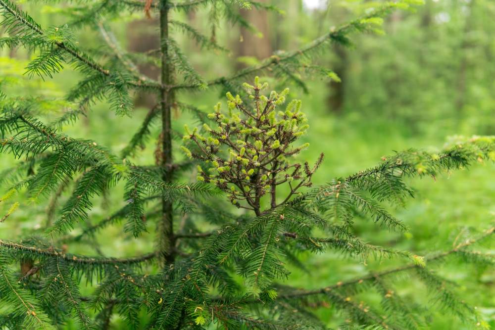 Saving the Giants: Why Hemlock Treatment Is Critical in Western North Carolina