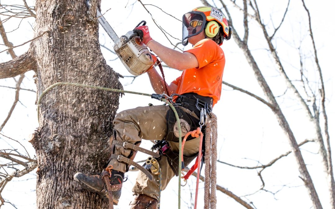 Enhancing Property Value Through Expert View Cutting in Western North Carolina