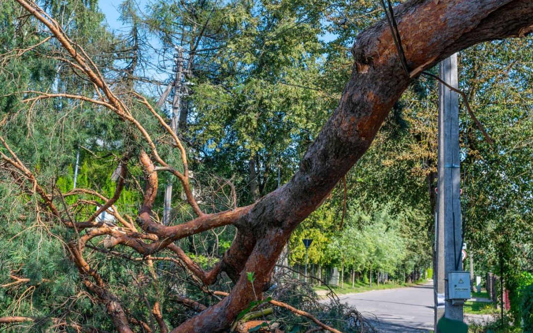 Western NC Hurricane & Storm Prep: Securing Your Trees Before High Winds Hit