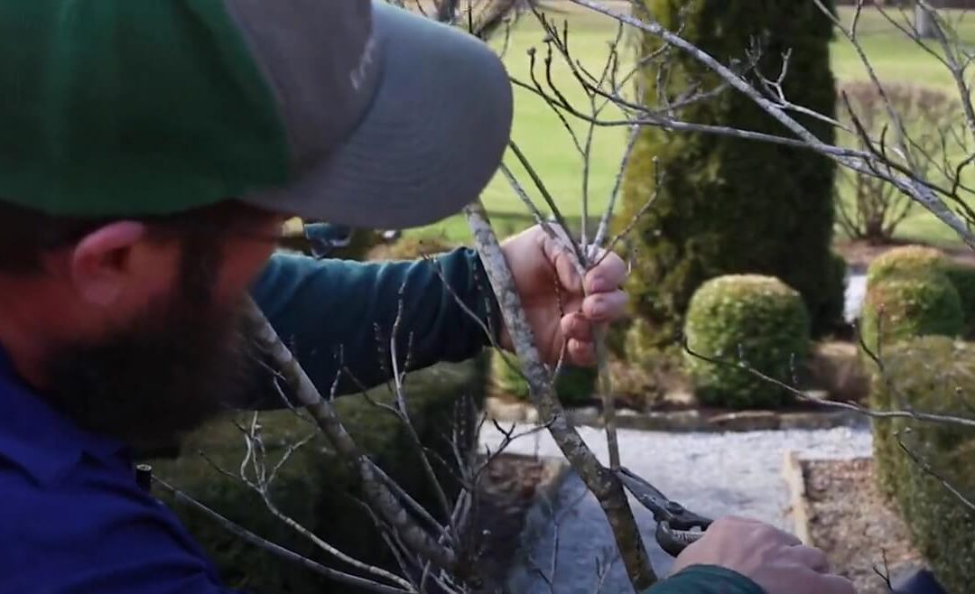 Is My Tree Dead or Just Dormant? How to Tell the Difference