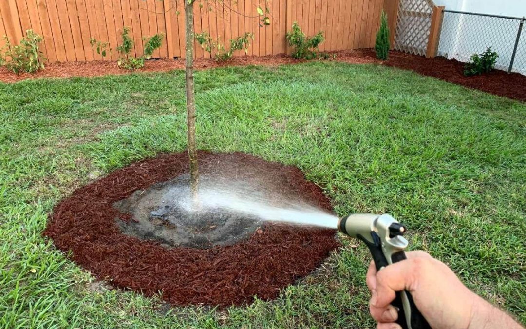 Summer Watering Guide: How to Keep Your Trees Hydrated in Hendersonville