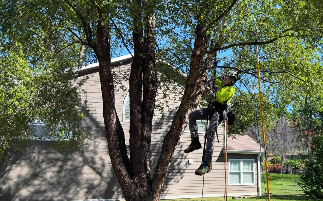 Common Tree Pruning Mistakes Homeowners Make (And How to Avoid Them)